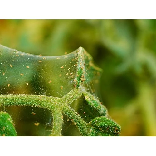 Ecostyle Aaltjes Roofmijt Tegen Spint 20 M² 2 Ecostyle Aaltjes Roofmijt Tegen Spint 20 M² - Afbeelding 2