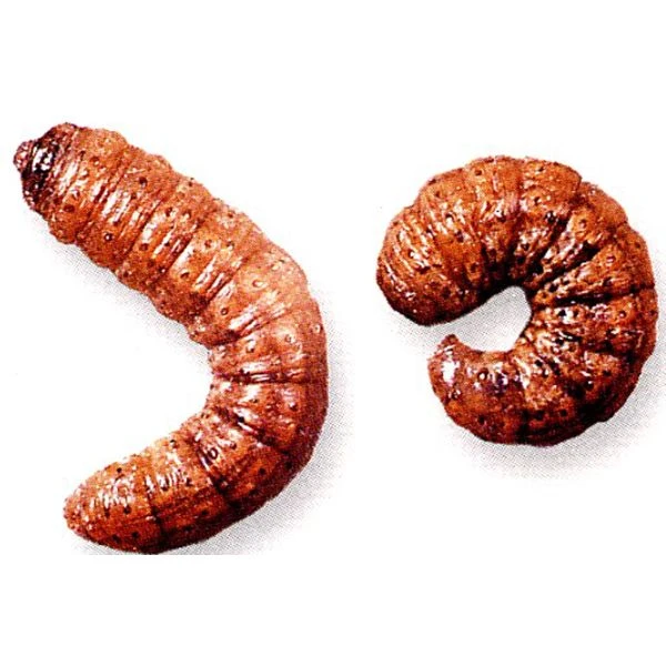 Ecostyle Aaltjes Tegen Aardrups 60 M² 2 Ecostyle Aaltjes Tegen Aardrups 60 M² - Afbeelding 2