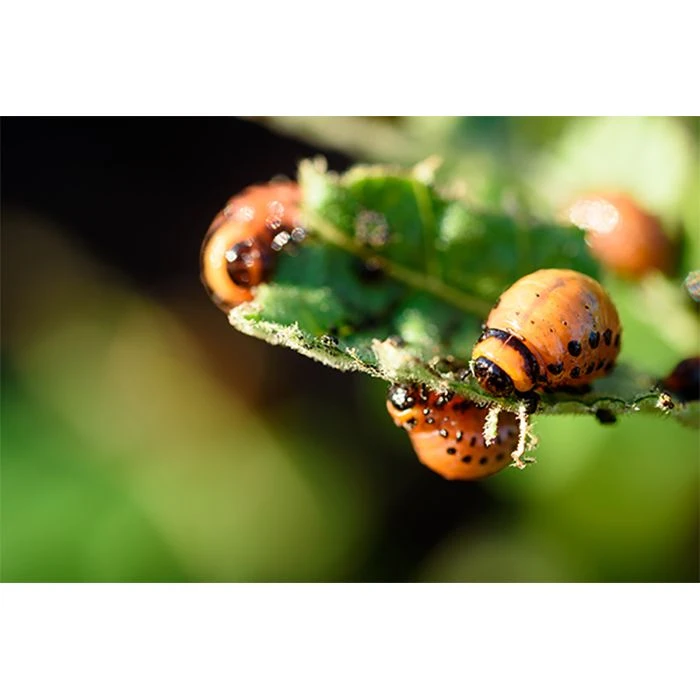 Ecostyle Aaltjes Tegen Coloradokever 10 M² 2 Ecostyle Aaltjes Tegen Coloradokever 10 M² - Afbeelding 2