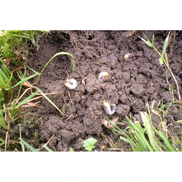 Ecostyle Aaltjes Tegen Engerlingen 500 M² 2 Ecostyle Aaltjes Tegen Engerlingen 500 M² - Afbeelding 2