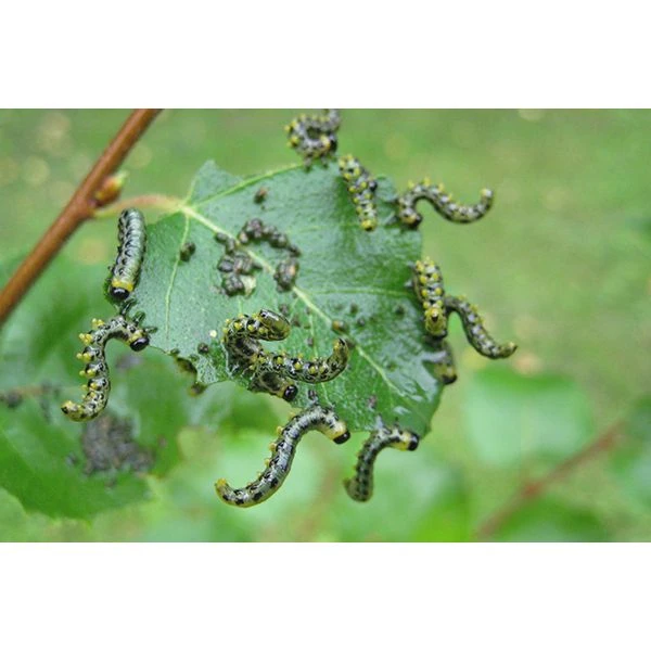 Ecostyle Aaltjes Tegen Larven Bladwesp 60 M² 2 Ecostyle Aaltjes Tegen Larven Bladwesp 60 M² - Afbeelding 2