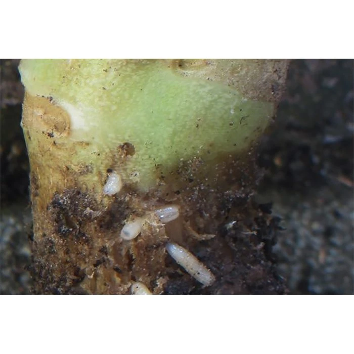 Ecostyle Aaltjes Tegen Larven Koolvlieg 60 M2 2 Ecostyle Aaltjes Tegen Larven Koolvlieg 60 M2 - Afbeelding 2