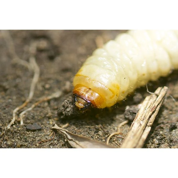 Ecostyle Aaltjes Tegen Larven Taxus-kever L 100 M² 2 Ecostyle Aaltjes Tegen Larven Taxus-kever L 100 M² - Afbeelding 2