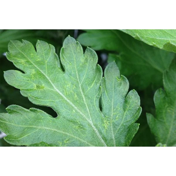 Ecostyle Aaltjes Tegen Larven Trips 10 M² 2 Ecostyle Aaltjes Tegen Larven Trips 10 M² - Afbeelding 2