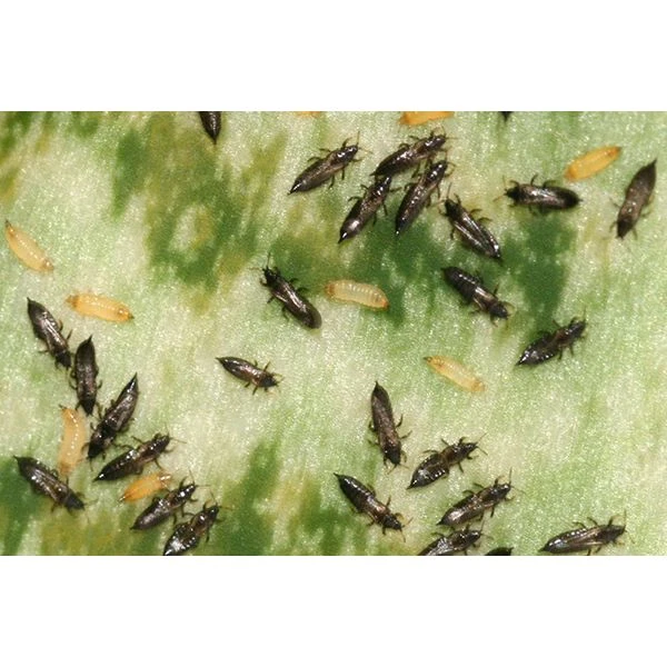 Ecostyle Aaltjes Tegen Larven Trips 10 M² 3 Ecostyle Aaltjes Tegen Larven Trips 10 M² - Afbeelding 3