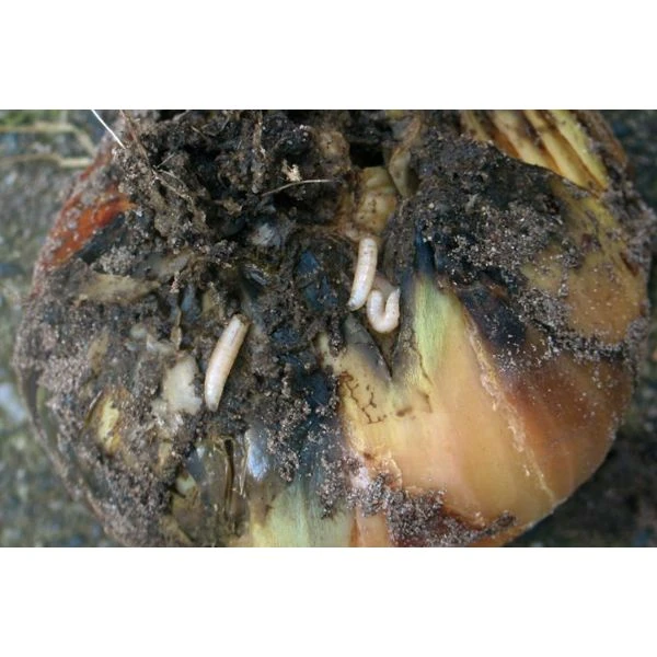 Ecostyle Aaltjes Tegen Larven Uienvlieg 60 M2 2 Ecostyle Aaltjes Tegen Larven Uienvlieg 60 M2 - Afbeelding 2