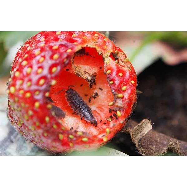 Ecostyle Aaltjes Tegen Pissebedden Val 2 Ecostyle Aaltjes Tegen Pissebedden Val - Afbeelding 2