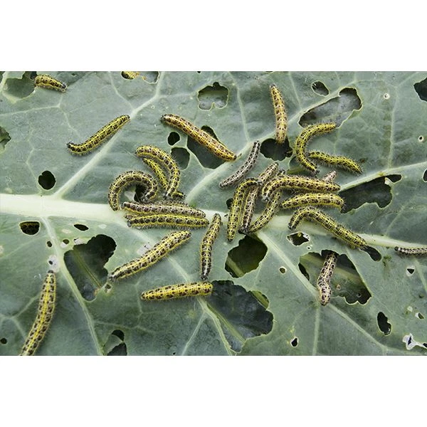 Ecostyle Aaltjes Tegen Rupsen 60 M² 2 Ecostyle Aaltjes Tegen Rupsen 60 M² - Afbeelding 2