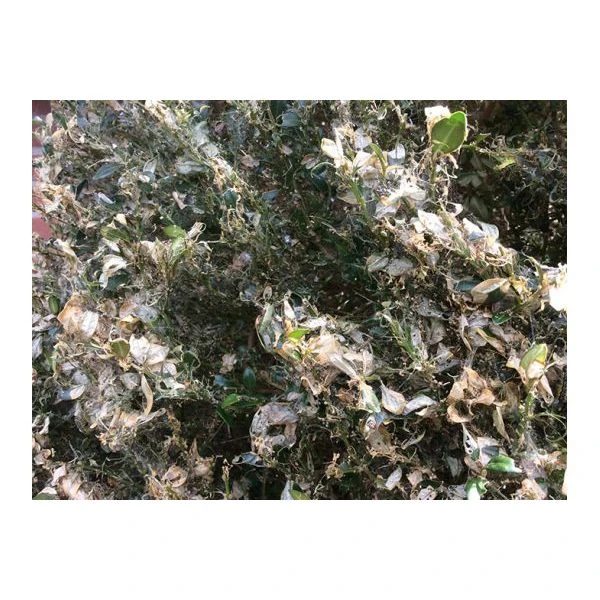 Ecostyle Aaltjes Tegen Rupsen Van De Buxusmot 20 M² 2 Ecostyle Aaltjes Tegen Rupsen Van De Buxusmot 20 M² - Afbeelding 2