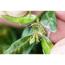 Ecostyle Aaltjes Tegen Rupsen Van De Buxusmot 20 M² 5 Ecostyle Aaltjes Tegen Rupsen Van De Buxusmot 20 M² -Goedkope Flora Lief Winkel ecostyle aaltjes tegen rupsen van de buxusmot 20 m 1612379851 2 l