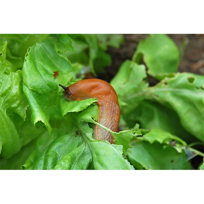 Ecostyle Aaltjes Tegen Slakken 40 M2 2 Ecostyle Aaltjes Tegen Slakken 40 M2 - Afbeelding 2