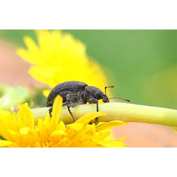 Ecostyle Aaltjes Tegen Taxuskevers Val 2 Ecostyle Aaltjes Tegen Taxuskevers Val - Afbeelding 2