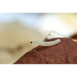 Ecostyle Aaltjes Tegen Varenrouwmug 5 M² 5 Ecostyle Aaltjes Tegen Varenrouwmug 5 M² -Goedkope Flora Lief Winkel ecostyle aaltjes tegen varenrouwmug 5 m 1593614513 2 l