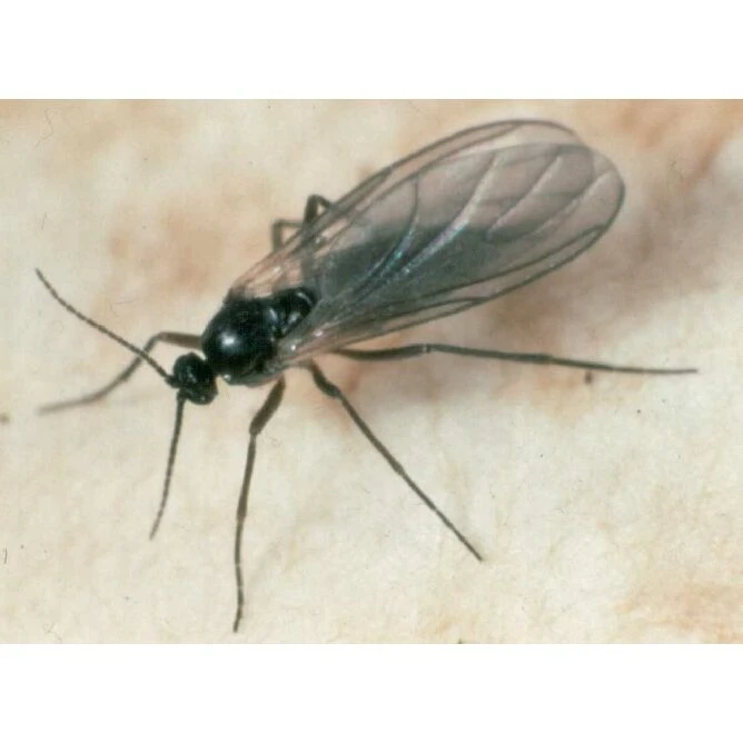 Ecostyle Aaltjes Tegen Varenrouwmug 50 M² 2 Ecostyle Aaltjes Tegen Varenrouwmug 50 M² - Afbeelding 2