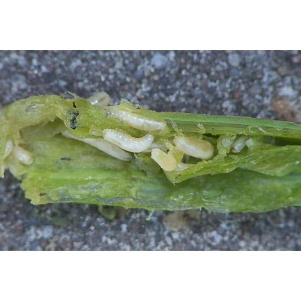 Ecostyle Aaltjes Tegen Wortelvlieg 60 M2 2 Ecostyle Aaltjes Tegen Wortelvlieg 60 M2 - Afbeelding 2