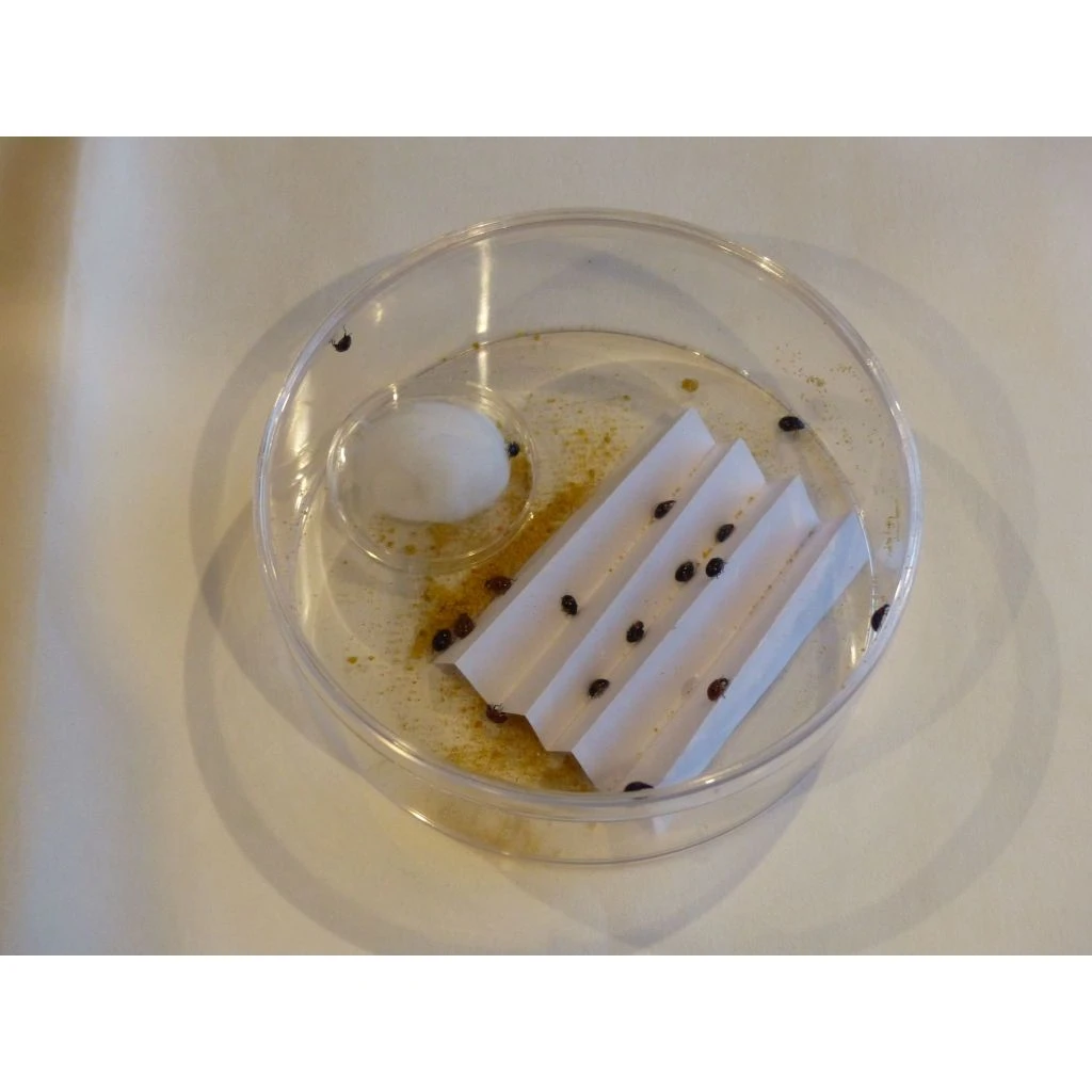 Ecostyle Kweek Je Eigen Lieveheersbeestjes 2 Ecostyle Kweek Je Eigen Lieveheersbeestjes - Afbeelding 2