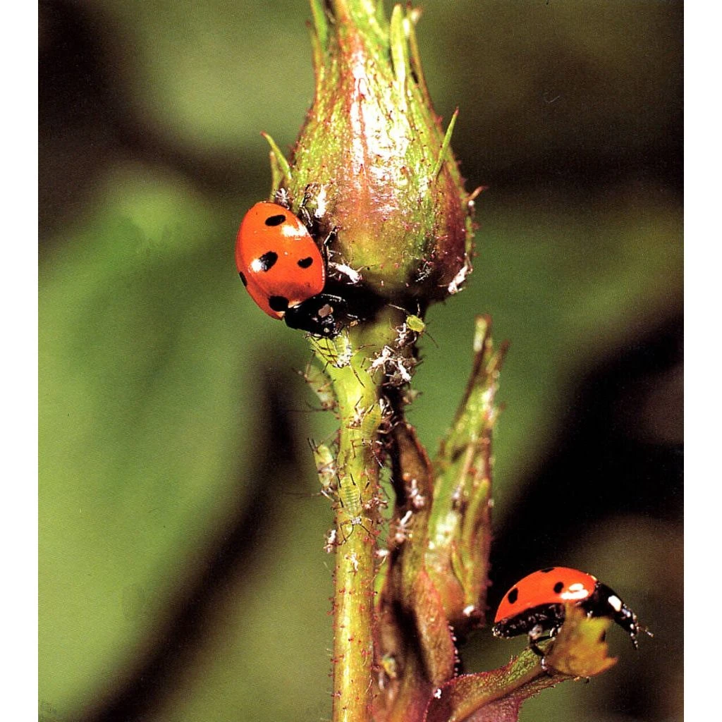 Ecostyle Larven Van Lieveheersbeestje 5 M² 2 Ecostyle Larven Van Lieveheersbeestje 5 M² - Afbeelding 2