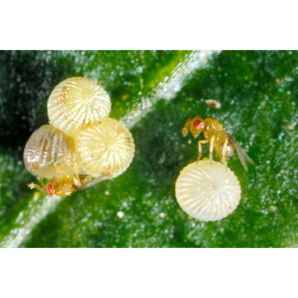 Ecostyle Sluipwespen Tegen Eitjes Van Motten 2 Ecostyle Sluipwespen Tegen Eitjes Van Motten - Afbeelding 2