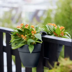 Elho Vibia Campana Flower Twin 21 Anthraciet 7 Elho Vibia Campana Flower Twin 21 Anthraciet -Goedkope Flora Lief Winkel elho vibia campana flower twin 21 anthraciet 1023x1536 61e549d78fec1 l